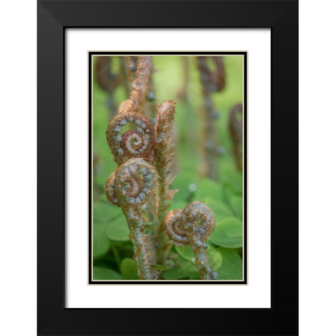 Sword Fern II Black Modern Wood Framed Art Print with Double Matting by Mahan, Kathy