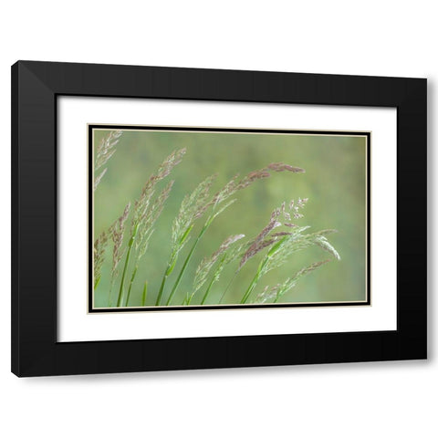 Velvet Grass I Black Modern Wood Framed Art Print with Double Matting by Mahan, Kathy
