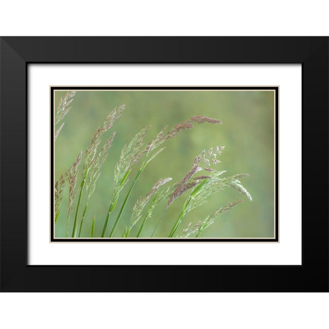 Velvet Grass I Black Modern Wood Framed Art Print with Double Matting by Mahan, Kathy