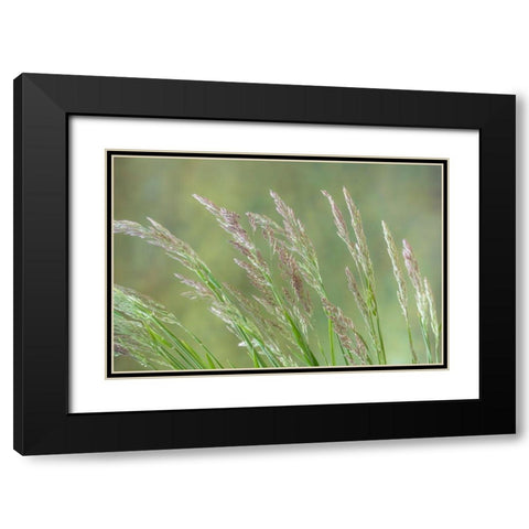 Velvet Grass II Black Modern Wood Framed Art Print with Double Matting by Mahan, Kathy
