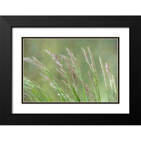 Velvet Grass II Black Modern Wood Framed Art Print with Double Matting by Mahan, Kathy