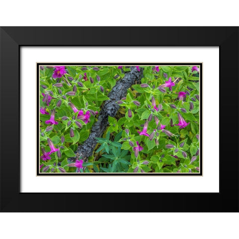 Wildflower Meadow I Black Modern Wood Framed Art Print with Double Matting by Mahan, Kathy