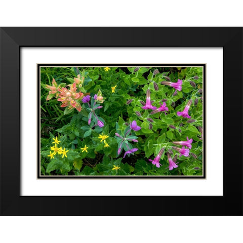 Wildflower Meadow II Black Modern Wood Framed Art Print with Double Matting by Mahan, Kathy