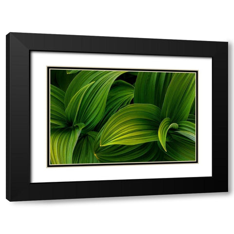 False Hellebore I Black Modern Wood Framed Art Print with Double Matting by Mahan, Kathy