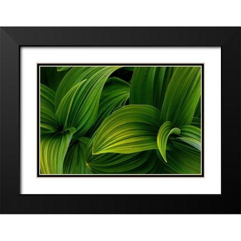 False Hellebore I Black Modern Wood Framed Art Print with Double Matting by Mahan, Kathy