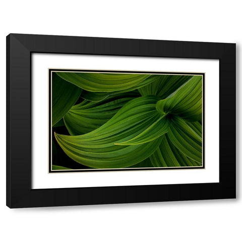 False Hellebore II Black Modern Wood Framed Art Print with Double Matting by Mahan, Kathy
