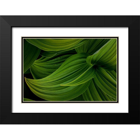 False Hellebore II Black Modern Wood Framed Art Print with Double Matting by Mahan, Kathy