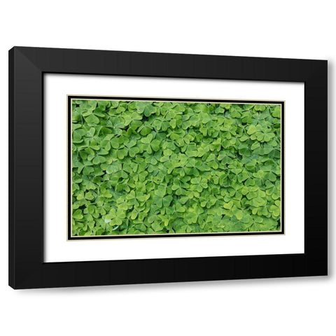 Dew Covered Oxalis Black Modern Wood Framed Art Print with Double Matting by Mahan, Kathy
