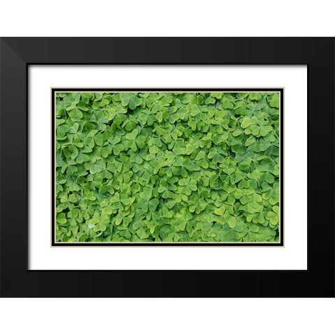 Dew Covered Oxalis Black Modern Wood Framed Art Print with Double Matting by Mahan, Kathy