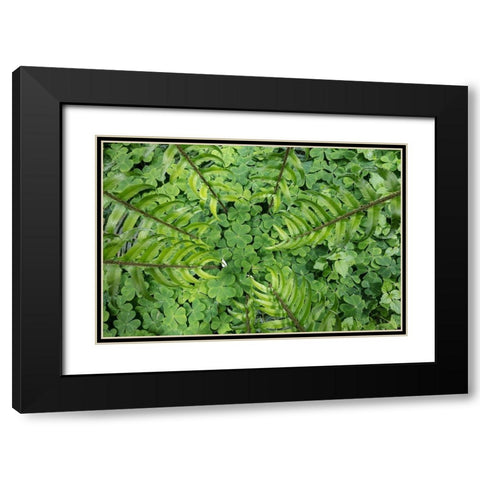 Sword Fern and Oxalis Black Modern Wood Framed Art Print with Double Matting by Mahan, Kathy
