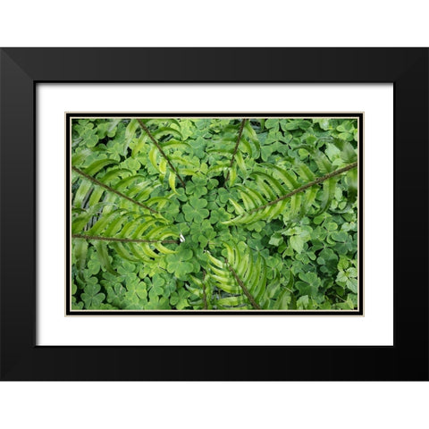 Sword Fern and Oxalis Black Modern Wood Framed Art Print with Double Matting by Mahan, Kathy