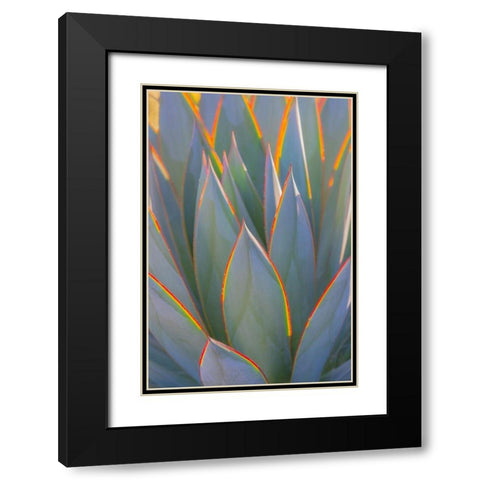 California Agave I Black Modern Wood Framed Art Print with Double Matting by Mahan, Kathy