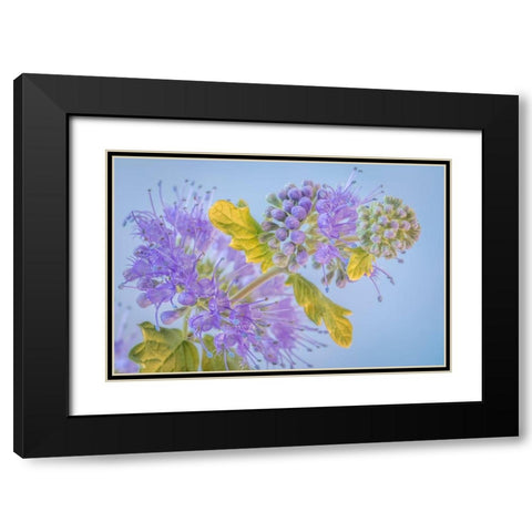 Caryopteris III Black Modern Wood Framed Art Print with Double Matting by Mahan, Kathy