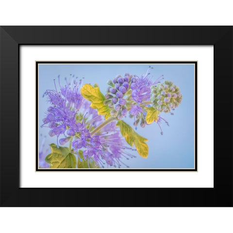 Caryopteris III Black Modern Wood Framed Art Print with Double Matting by Mahan, Kathy