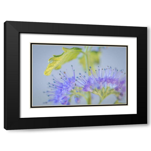 Caryopteris IV Black Modern Wood Framed Art Print with Double Matting by Mahan, Kathy