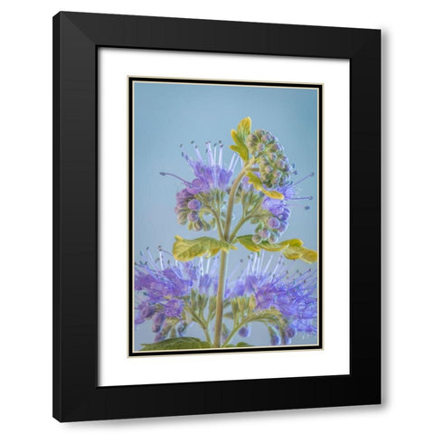 Caryopteris V Black Modern Wood Framed Art Print with Double Matting by Mahan, Kathy