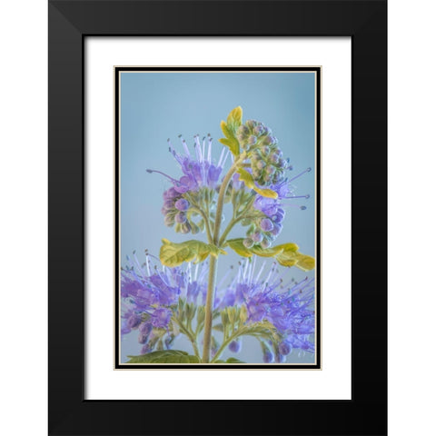 Caryopteris V Black Modern Wood Framed Art Print with Double Matting by Mahan, Kathy