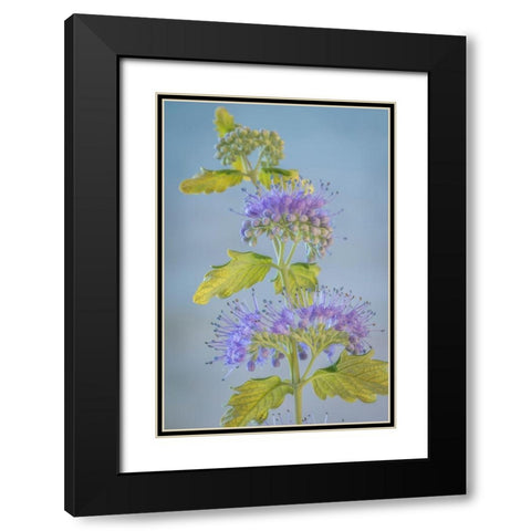 Caryopteris VI Black Modern Wood Framed Art Print with Double Matting by Mahan, Kathy