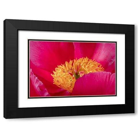 Peony Blossom I Black Modern Wood Framed Art Print with Double Matting by Mahan, Kathy