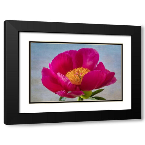 Peony Blossom II Black Modern Wood Framed Art Print with Double Matting by Mahan, Kathy