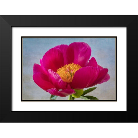 Peony Blossom II Black Modern Wood Framed Art Print with Double Matting by Mahan, Kathy