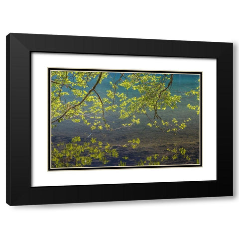 Overhanging Alder Trees I Black Modern Wood Framed Art Print with Double Matting by Mahan, Kathy
