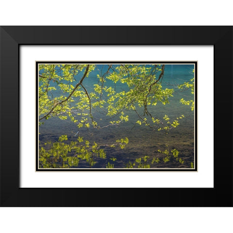 Overhanging Alder Trees I Black Modern Wood Framed Art Print with Double Matting by Mahan, Kathy