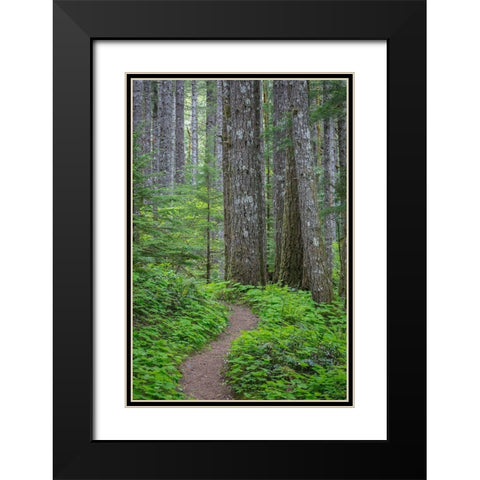 Lewis River Trail Black Modern Wood Framed Art Print with Double Matting by Mahan, Kathy