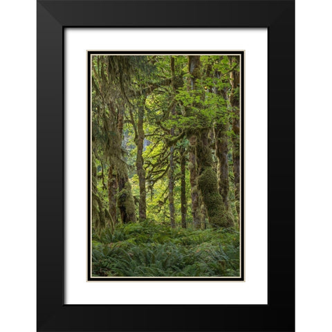 Quinault Rainforest I Black Modern Wood Framed Art Print with Double Matting by Mahan, Kathy