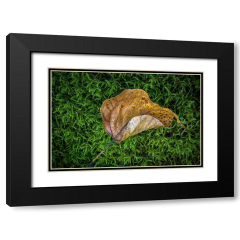 Cottonwood Leaf Black Modern Wood Framed Art Print with Double Matting by Mahan, Kathy