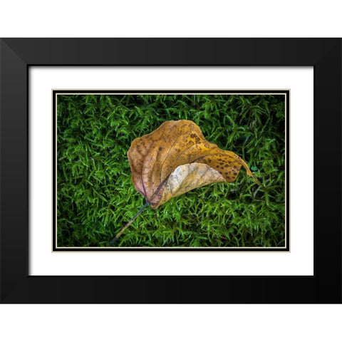 Cottonwood Leaf Black Modern Wood Framed Art Print with Double Matting by Mahan, Kathy