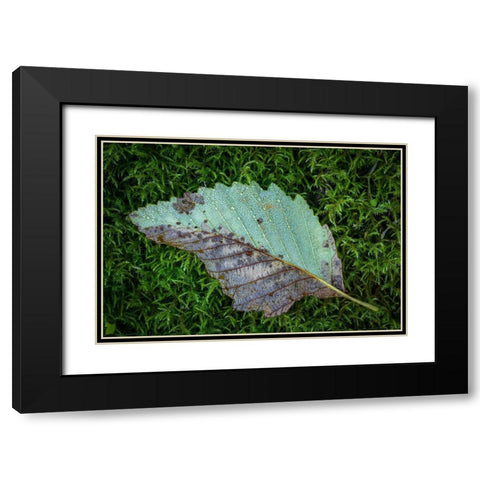Alder Leaf Black Modern Wood Framed Art Print with Double Matting by Mahan, Kathy
