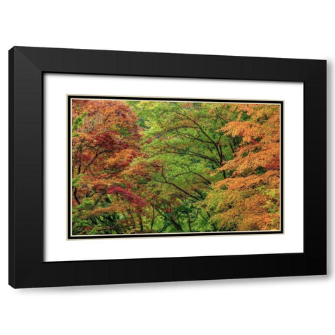 Autumn Forest Black Modern Wood Framed Art Print with Double Matting by Mahan, Kathy