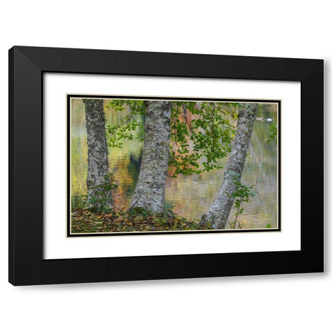 Alder Trees and Pond Black Modern Wood Framed Art Print with Double Matting by Mahan, Kathy