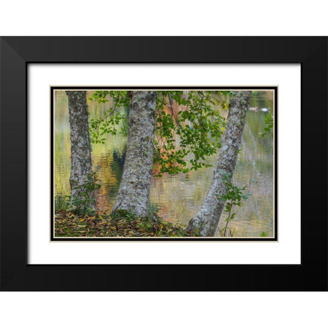 Alder Trees and Pond Black Modern Wood Framed Art Print with Double Matting by Mahan, Kathy
