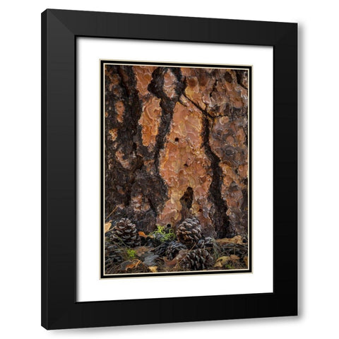 Ponderosa Pine I Black Modern Wood Framed Art Print with Double Matting by Mahan, Kathy