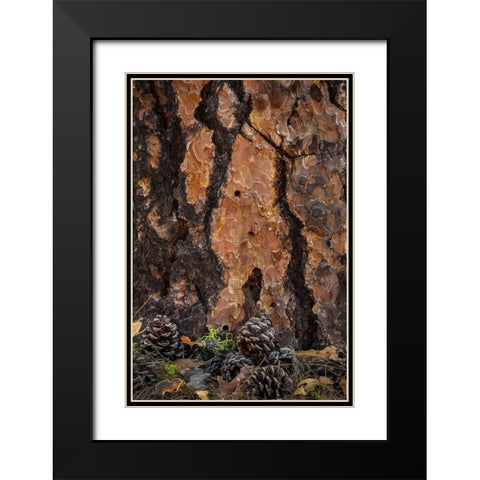 Ponderosa Pine I Black Modern Wood Framed Art Print with Double Matting by Mahan, Kathy