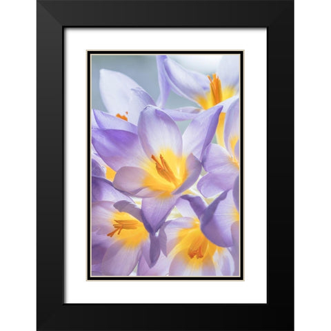 Crocus Blooms I Black Modern Wood Framed Art Print with Double Matting by Mahan, Kathy