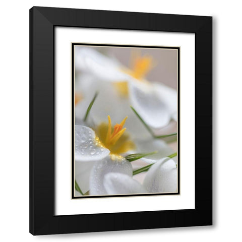 White Crocus Blossoms I Black Modern Wood Framed Art Print with Double Matting by Mahan, Kathy