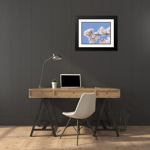 Spring Cherry Blossoms I Black Modern Wood Framed Art Print with Double Matting by Mahan, Kathy