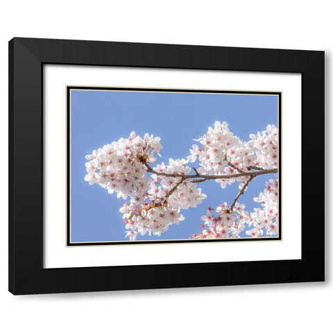 Spring Cherry Blossoms I Black Modern Wood Framed Art Print with Double Matting by Mahan, Kathy