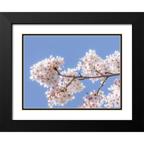 Spring Cherry Blossoms I Black Modern Wood Framed Art Print with Double Matting by Mahan, Kathy