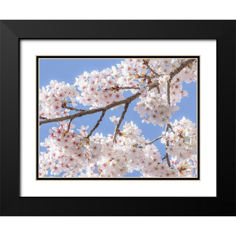 Spring Cherry Blossoms II Black Modern Wood Framed Art Print with Double Matting by Mahan, Kathy