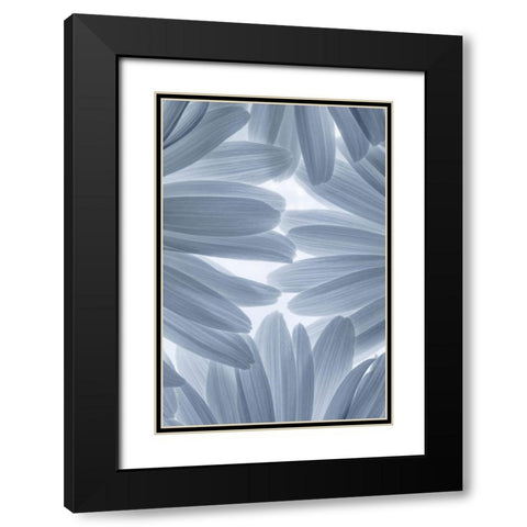 Shasta Daisies II Black Modern Wood Framed Art Print with Double Matting by Mahan, Kathy