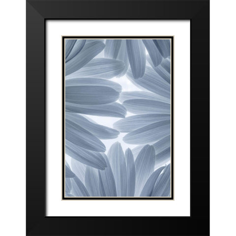 Shasta Daisies II Black Modern Wood Framed Art Print with Double Matting by Mahan, Kathy