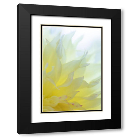 Dahlia Blossom I Black Modern Wood Framed Art Print with Double Matting by Mahan, Kathy