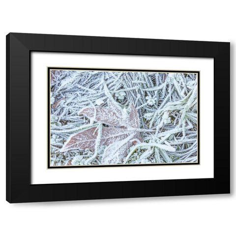 Maple Leaf and Frost I Black Modern Wood Framed Art Print with Double Matting by Mahan, Kathy