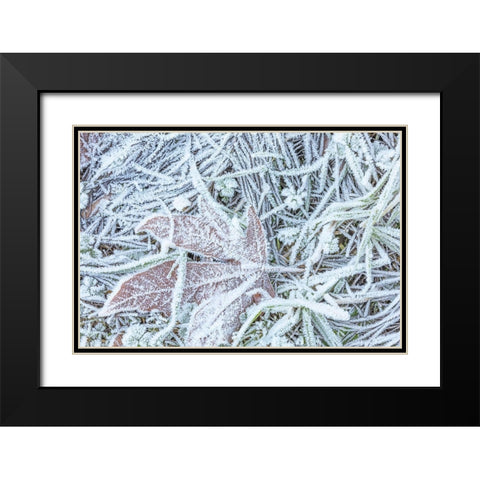 Maple Leaf and Frost I Black Modern Wood Framed Art Print with Double Matting by Mahan, Kathy