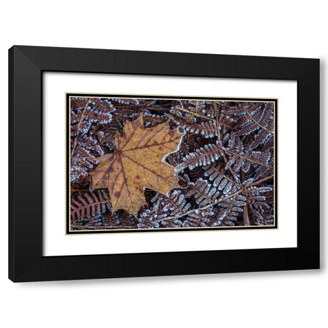 Maple Leaf and Bracken Ferns I Black Modern Wood Framed Art Print with Double Matting by Mahan, Kathy