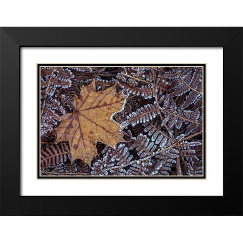 Maple Leaf and Bracken Ferns I Black Modern Wood Framed Art Print with Double Matting by Mahan, Kathy